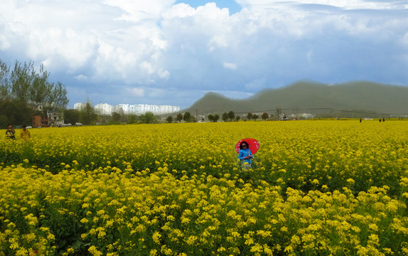 油菜花