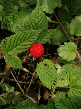 野生草莓