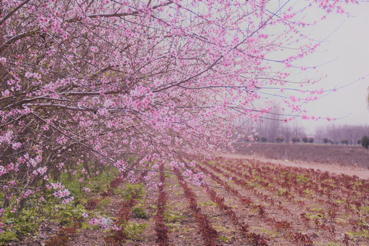 桃花