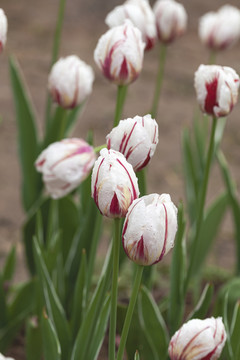 郁金香花蕾与水珠