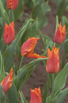 郁金香花蕾与水珠