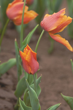 郁金香花蕾与水珠