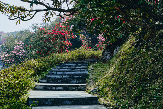 贵州百里杜鹃花