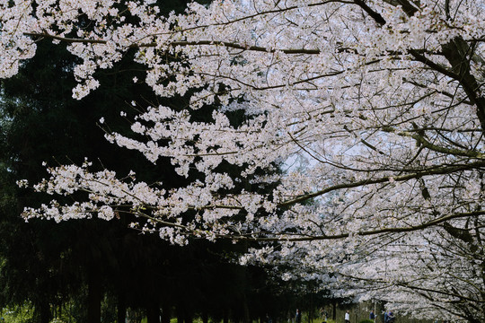 贵州平坝樱花
