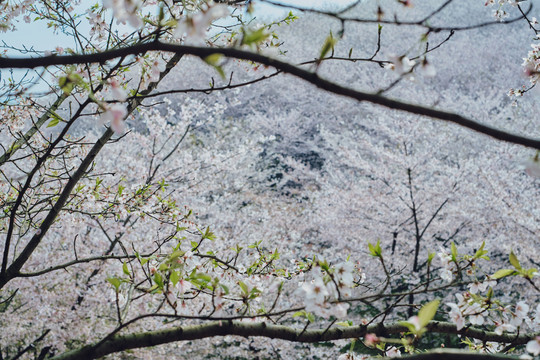 贵州平坝樱花