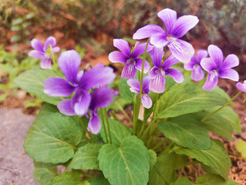 紫花地丁