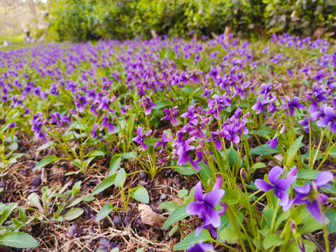 紫花地丁