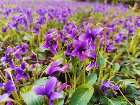 紫花地丁