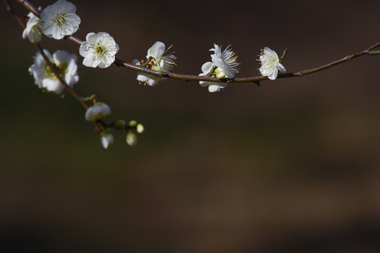 盛开的梅花