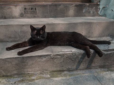 晒太阳的小黑猫