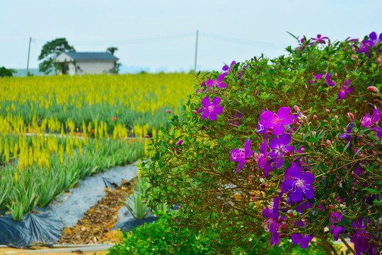 野牡丹与芦荟花海