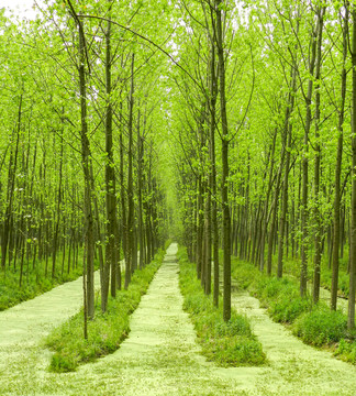 翠绿的小树林
