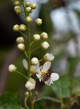 稠李子花