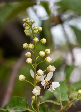 稠李子花