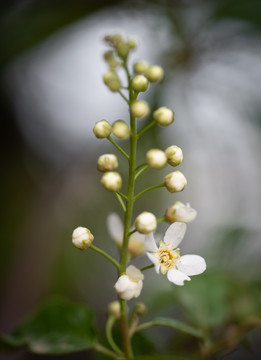 稠李子花