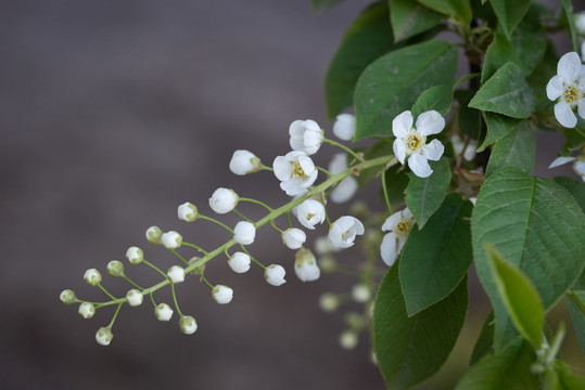 稠李子花