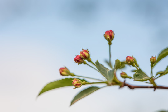 山丁子花