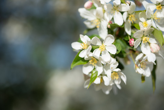 山丁子花