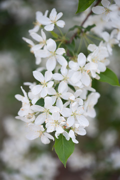 山丁子花