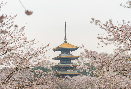 武汉樱花五重塔