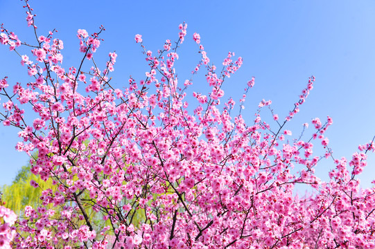 清明节赏梅