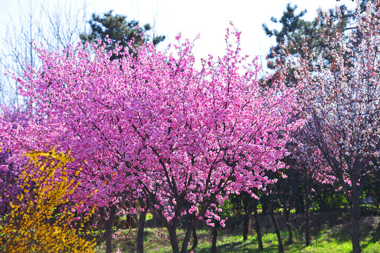 梅花树