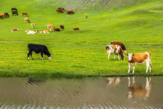 夏季草原河边牛群马群