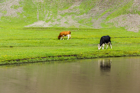 草原河边牛吃草呼伦贝尔