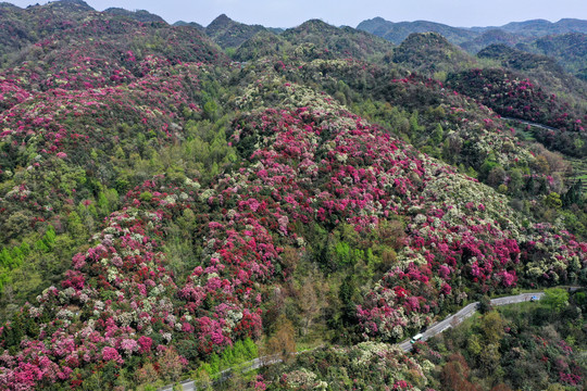 贵州百里杜鹃风景区