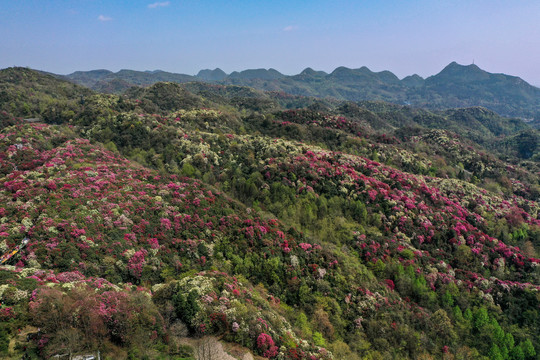 贵州百里杜鹃风景区