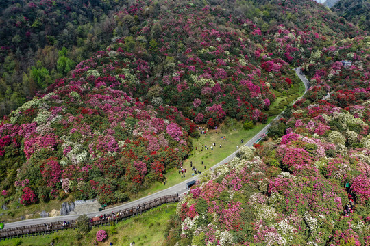 贵州百里杜鹃风景区