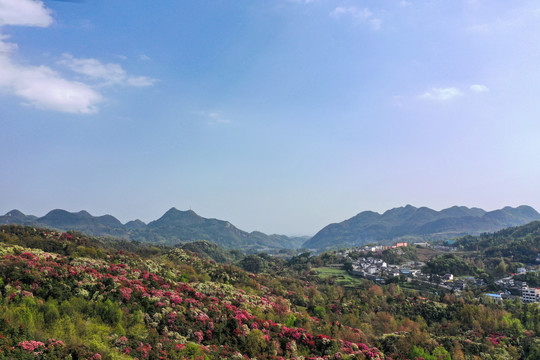 贵州百里杜鹃风景区