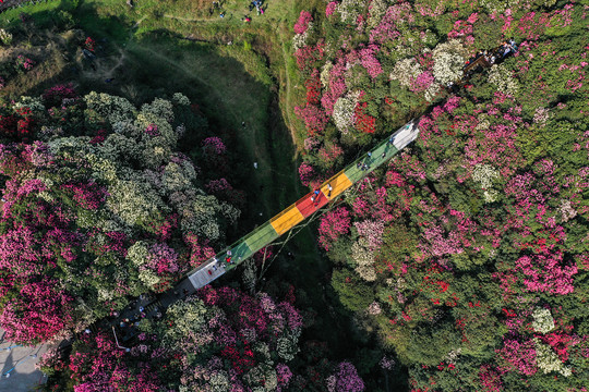 贵州百里杜鹃风景区