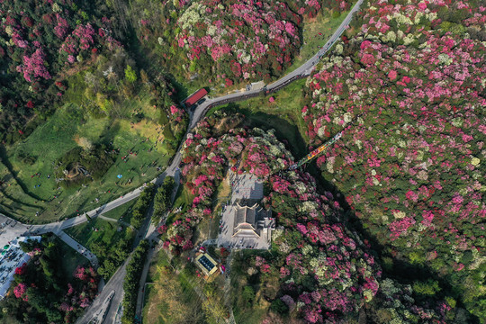 贵州百里杜鹃风景区