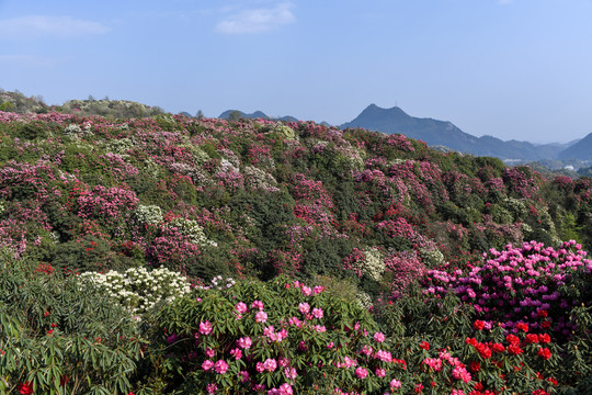 贵州百里杜鹃风景区