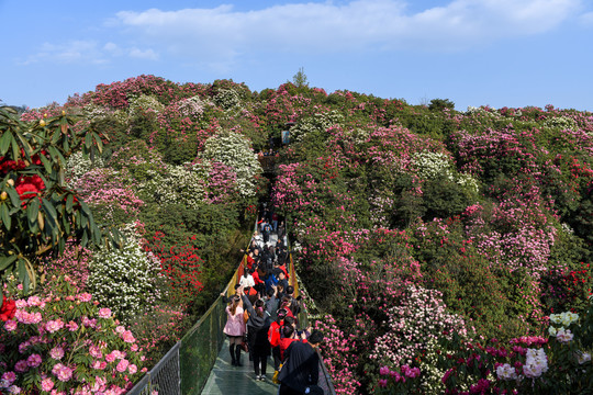 贵州百里杜鹃风景区