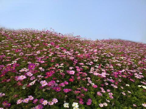 格桑花海