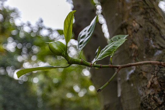 大树菠萝