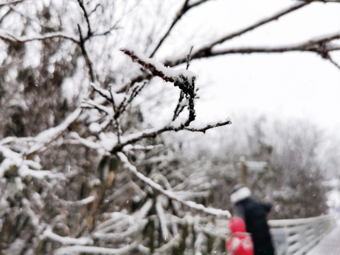 雪景