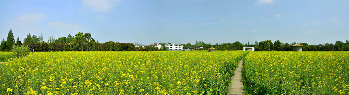 油菜花海全景图