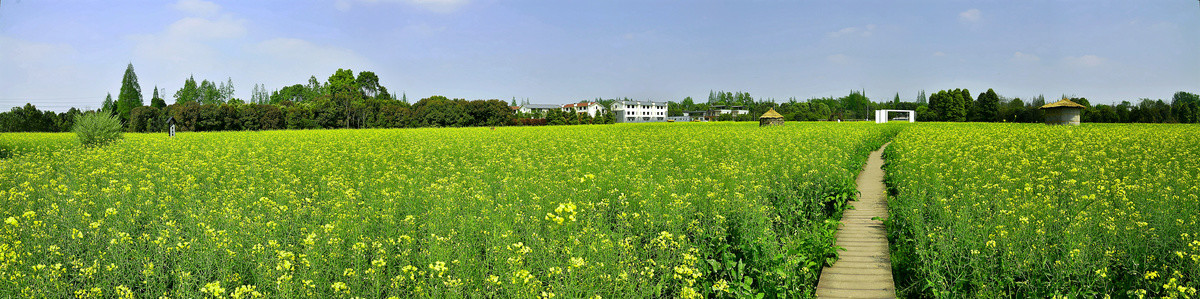 油菜花海全景图