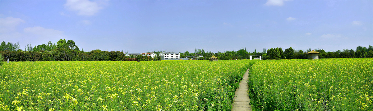 油菜花海全景图