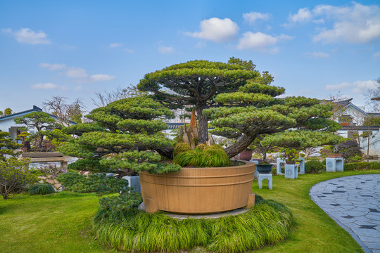 松林奇观盆景