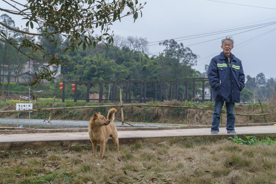 中华田园犬