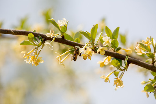 蜜蜂采蜜