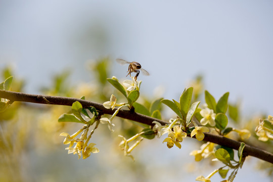 蜜蜂采蜜