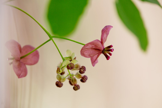 木通花