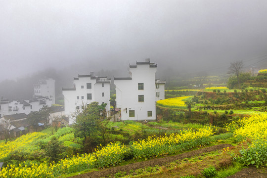 江岭油菜花梯田