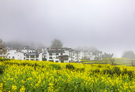 江岭油菜花梯田