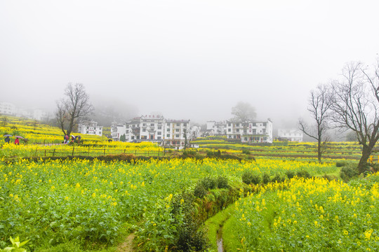 江岭油菜花梯田